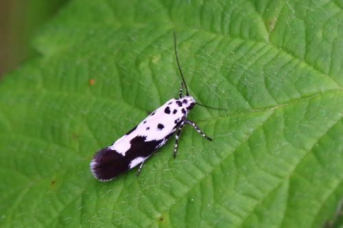 Réf. 140 740 : Ethmia quadrillella