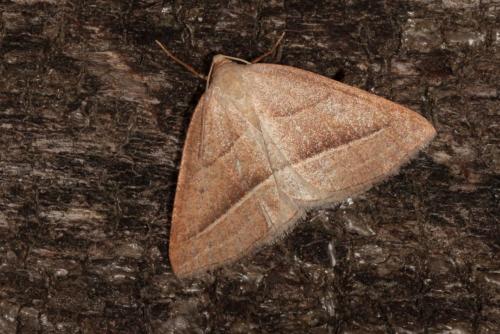 Réf. 140 211 : Petrophora chlorosata
