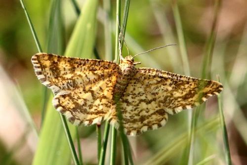 Heliomata glarearia