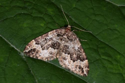 Réf. 140 935 : Lampropteryx suffumata
