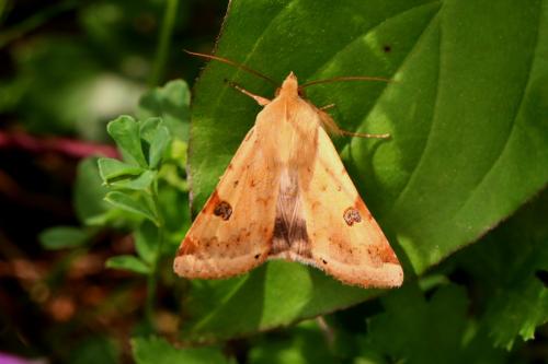 Réf. 140 372 : Heliothis peltigera