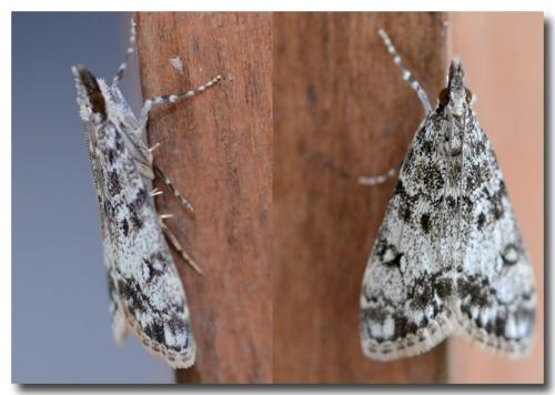 Réf. 140 077 : Eudonia lacustrata