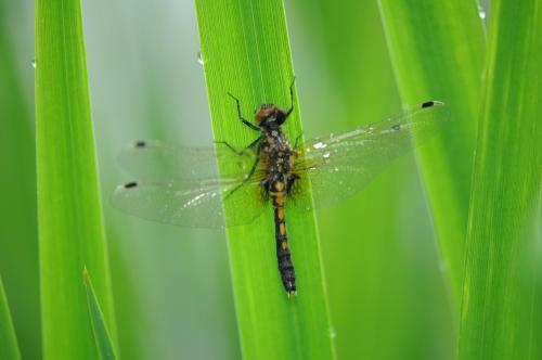Réf. 140 038 : Leucorrhinia caudalis