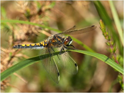 Réf. 140 986 : Leucorrhinia pectoralis