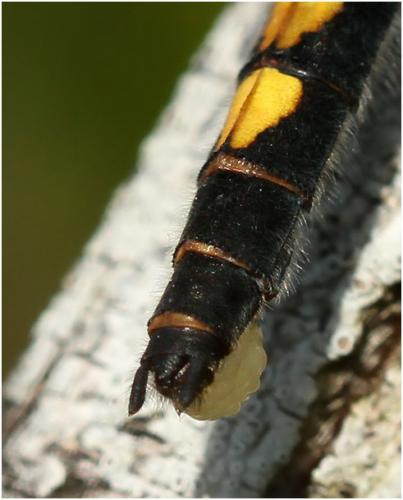 Réf. 140 988 : Leucorrhinia pectoralis