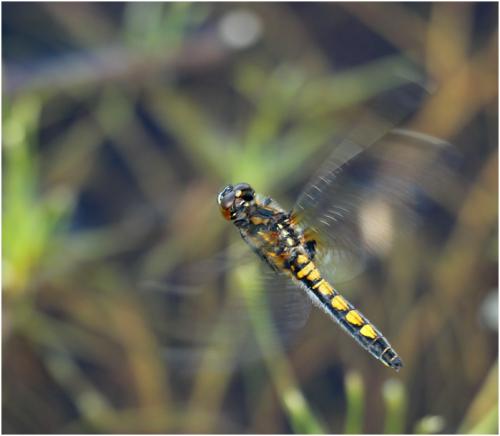Réf. 140 998 : Leucorrhinia pectoralis