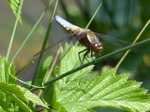 Libellula depressa