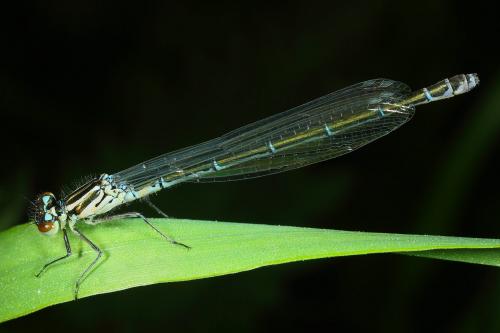 Coenagrion puella