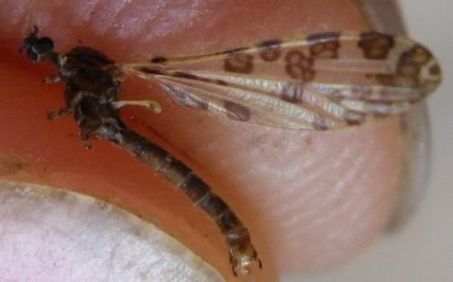 Réf. 140 724 : Ilisia maculata