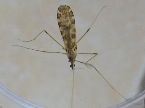 Réf. 140 739 : Ilisia maculata