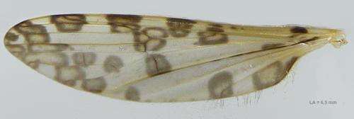 Réf. 140 742 : Ilisia maculata