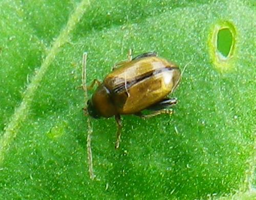 Réf. 140 321 : Psylliodes affinis