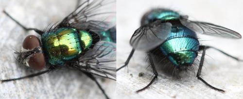 Lucilia bufonivora