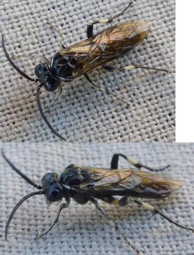 Réf. 140 163 : Macrophya alboannulata