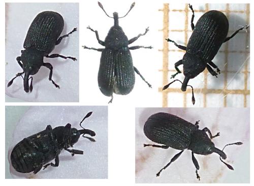 Magdalis sp.