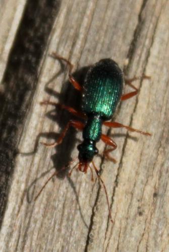 Réf. 140 905 : Drypta dentata