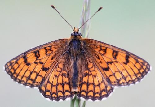 Réf. 140 802 : Melitaea parthenoides
