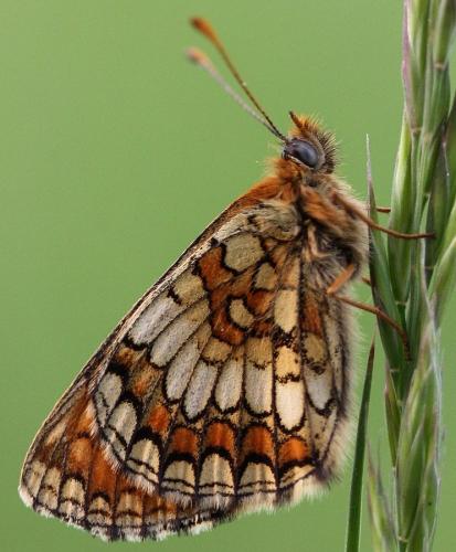 Réf. 140 803 : Melitaea parthenoides