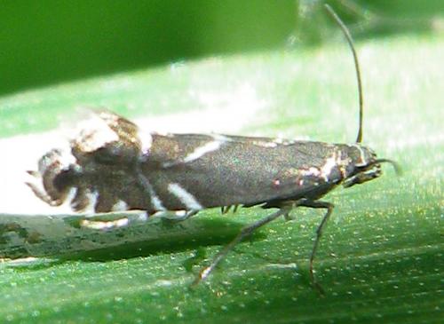 Glyphipterix sp.