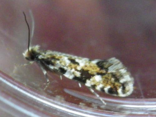 Réf. 140 783 : Nemapogon cloacella