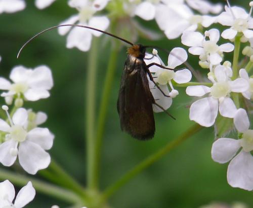 Cauchas rufimitrella