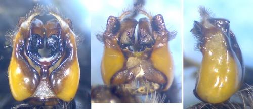 Anthophora dispar