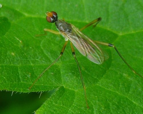 Neria cibaria