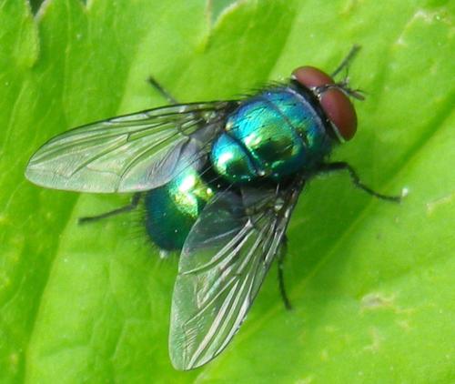 Lucilia sp.