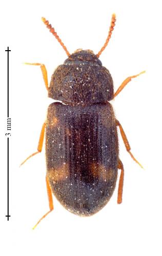 Mycetophagus quadriguttatus