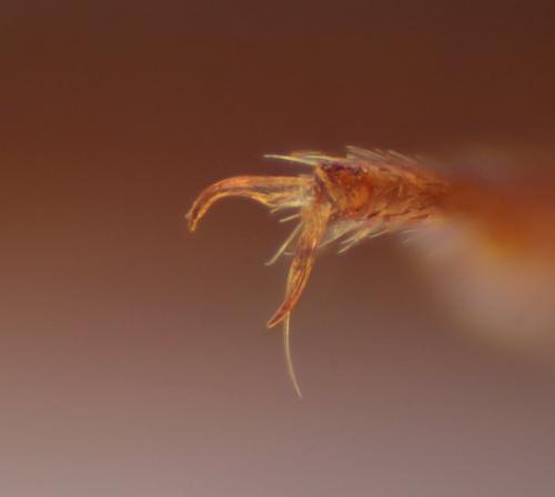 Agriotes acuminatus