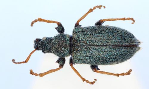 Réf. 140 767 : Phyllobius betulinus