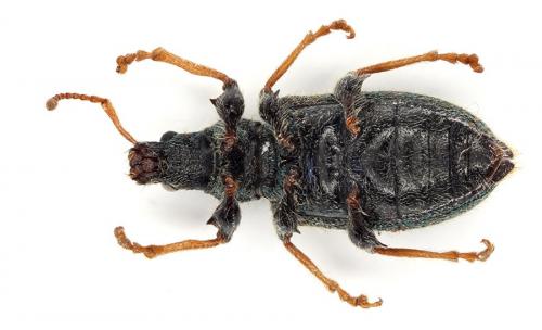 Réf. 140 768 : Phyllobius betulinus