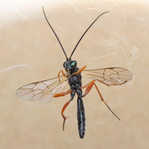 Hyposoter ebeninus