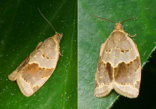 Clepsis dumicolana