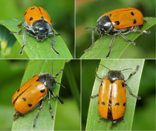 Lachnaia italica