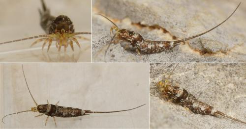 Réf. 140 819 : Trigoniophthalmus alternatus