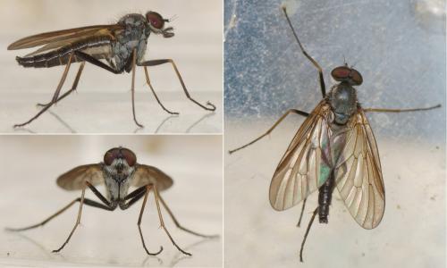 Rhagio fuscipennis