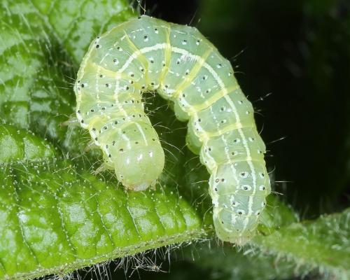 Cosmia trapezina