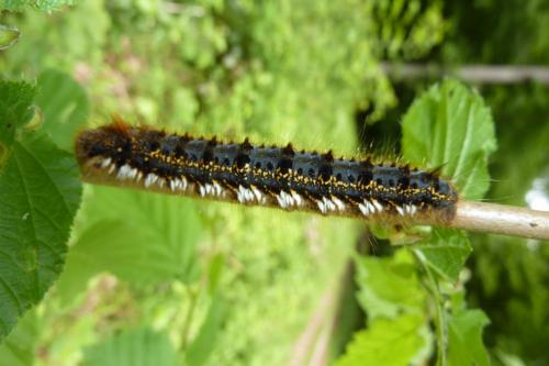 Réf. 140 518 : Euthrix potatoria