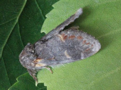Réf. 140 074 : Notodonta dromedarius