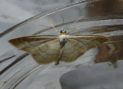 Réf. 140 630 : Scopula sp.