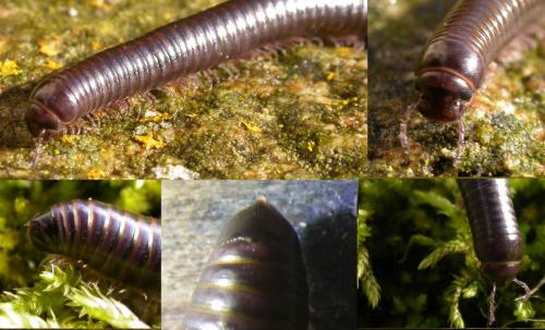 Cylindroiulus londinensis