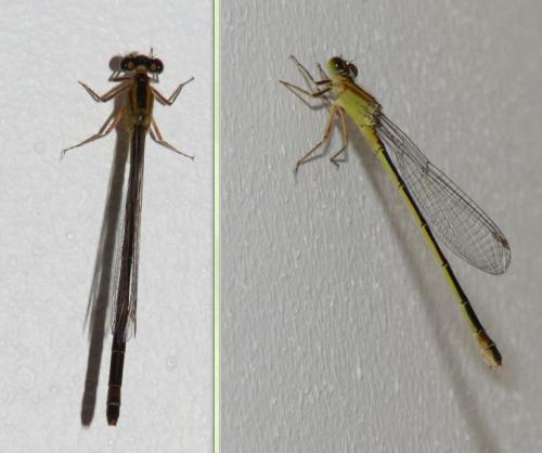 Ischnura elegans