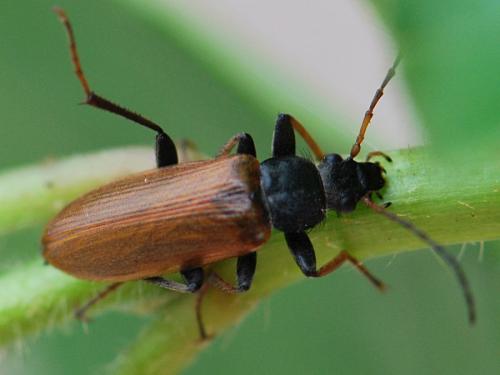 Omophlus picipes
