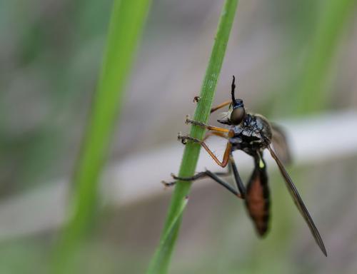 Réf. 140 642 : Dioctria rufipes