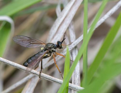 Dioctria rufipes