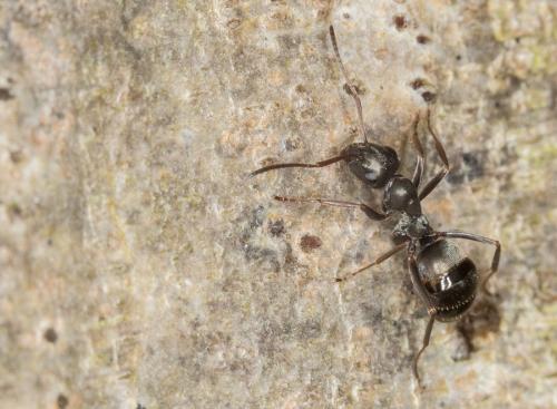 Réf. 140 531 : Formica fusca