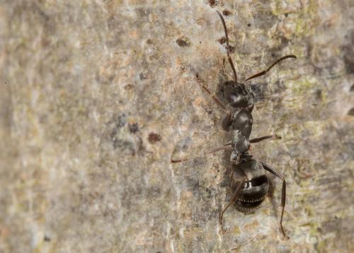 Réf. 140 532 : Formica fusca