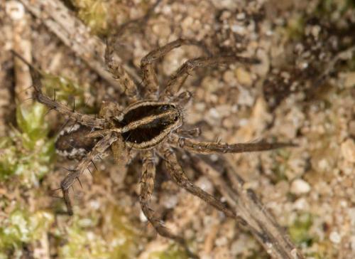 Pardosa sp.
