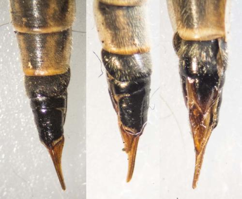 Réf. 140 020 : Tipula selene